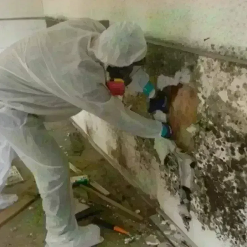 Mold Remediation and Removal in Crest Hill, IL